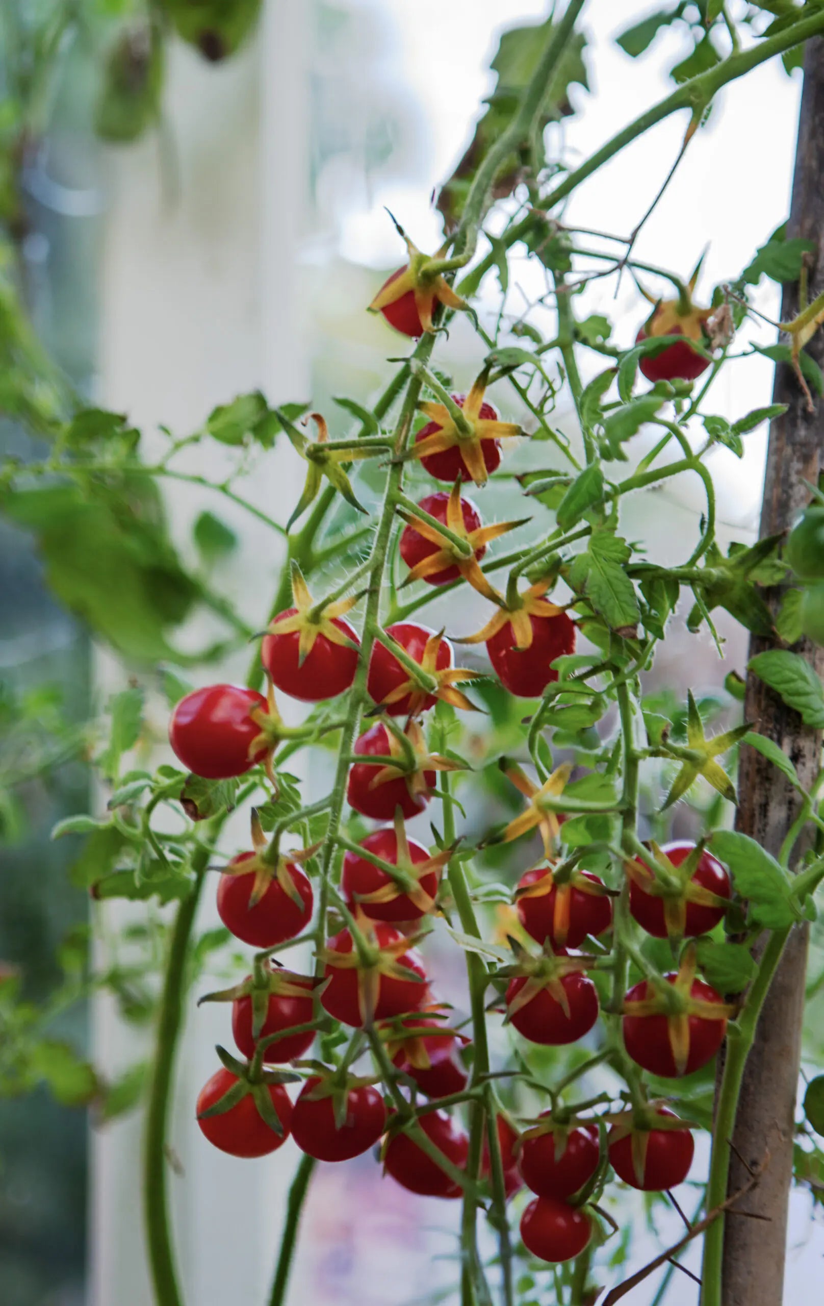 tomato様 リサ・フルーツトマト【独自の酸味と甘み】 | 高知県おかざき農園