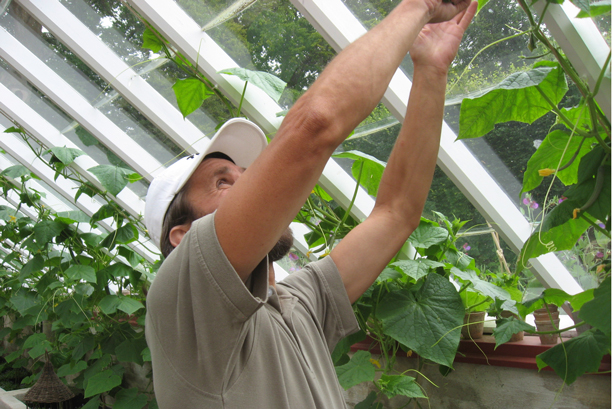 En man odlar i ett växthus