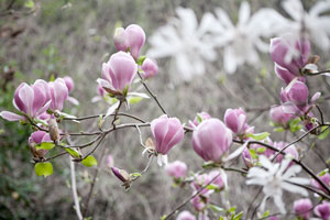 Storblommig magnoliabuske i rosa i blomning. I bakgrunden skymtar en utslagen stjärnmagnolia i vitt