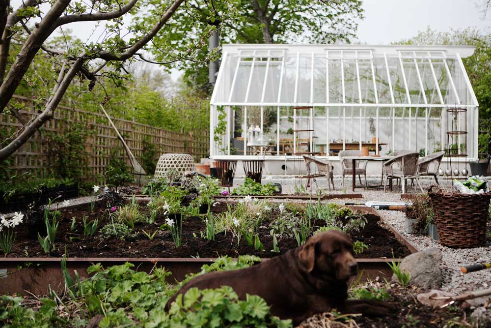 Yta med rabatter och grus framför Sweden Green House's växthus som kan ge idéer hur du själv kan utforma ytan runt ett växthus