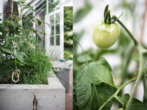 De växthusodlade tomatplantorna växter på bra i växthuset. Så här sköter du dem på bästa sätt.