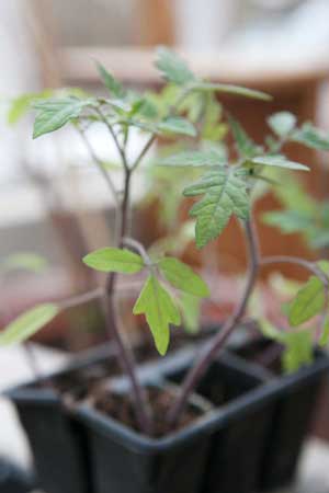Småplantor i ett litet tråg som balanserar på den upphöjda jorbädden i Nackaväxthuset.