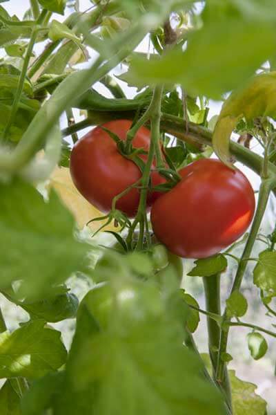 Tomater i ett växthus