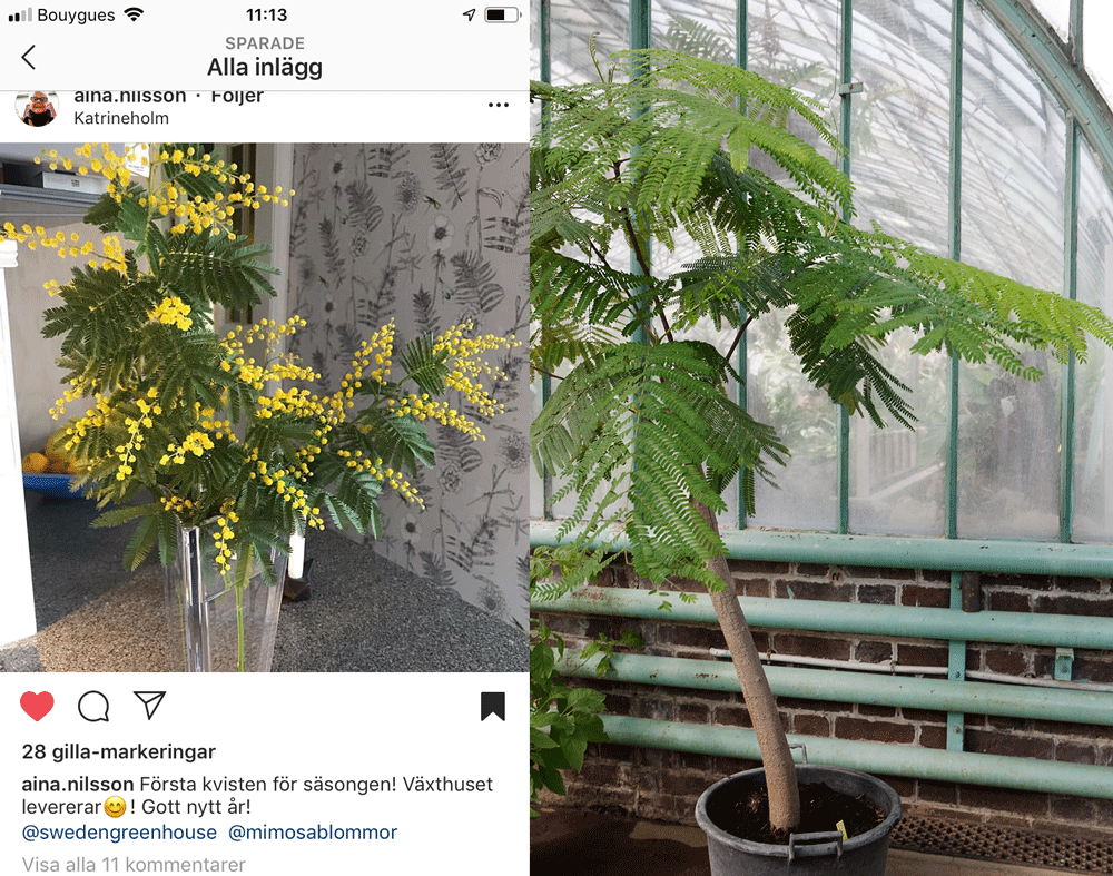 En av våra följare tipsar om hur man odlar mimosa i växthuset.