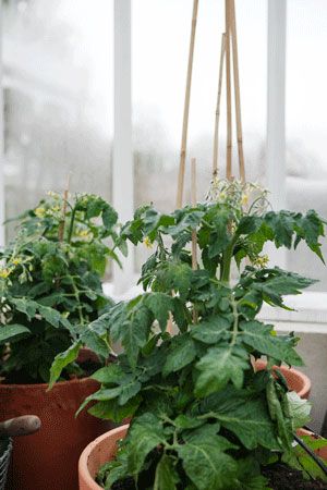 Busktomater i kruka för odling i växthus.