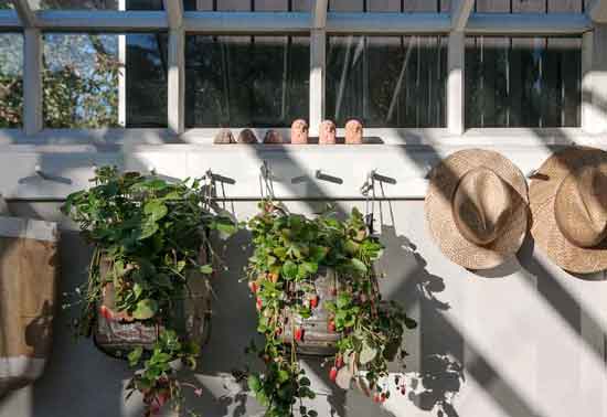 Knopphängare fylld med hattar och jordgubbsplantor i säck i växthus.