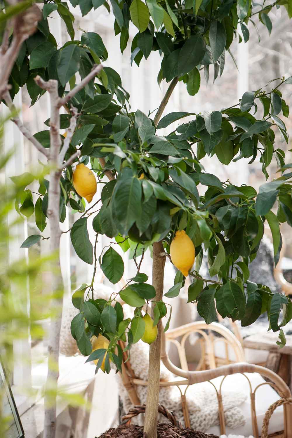 Ett stort träd med citroner i träväxthus.