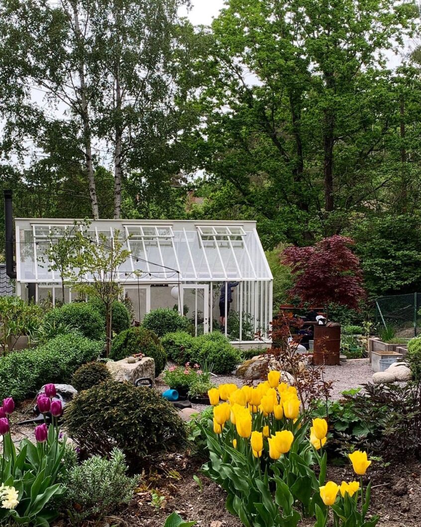 Ett vitt växthus bakom rabatt med gula tulpaner.