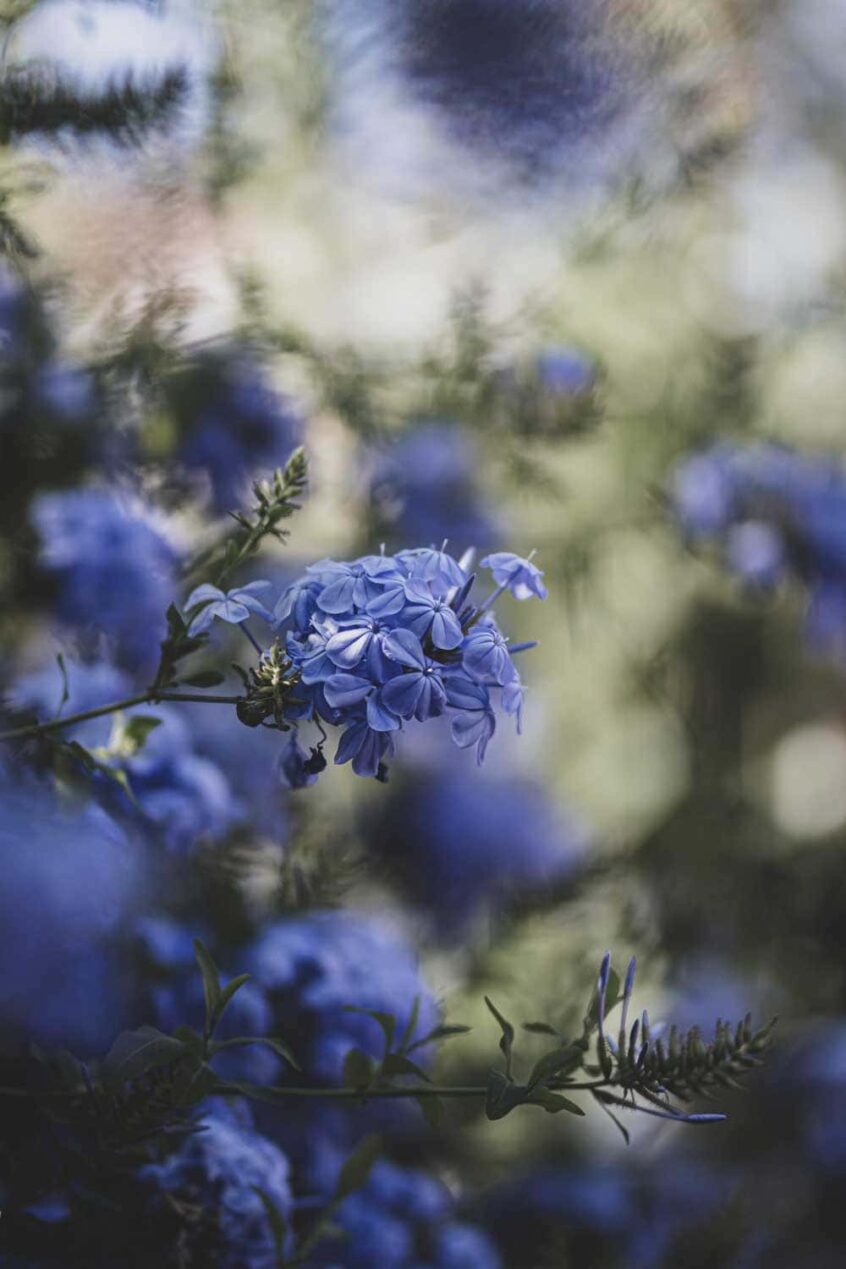 blåa blommor