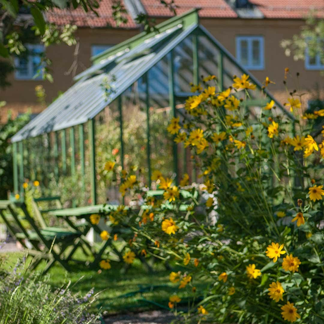 ett grönt växthus bakom tuva med gula blommor.