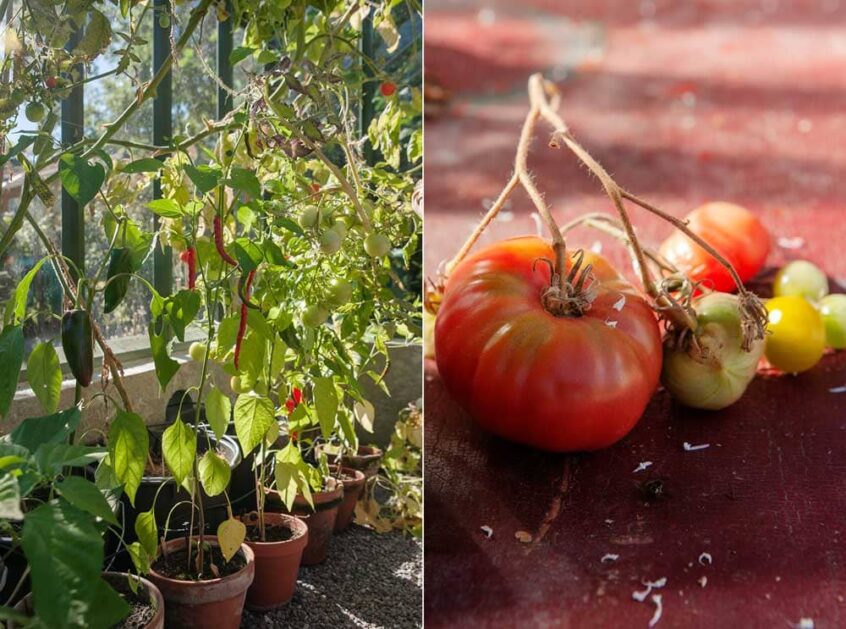 tomatodling i kruka i växthus.