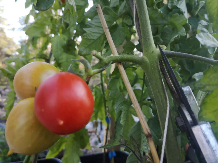Rodnande tomater på planta.