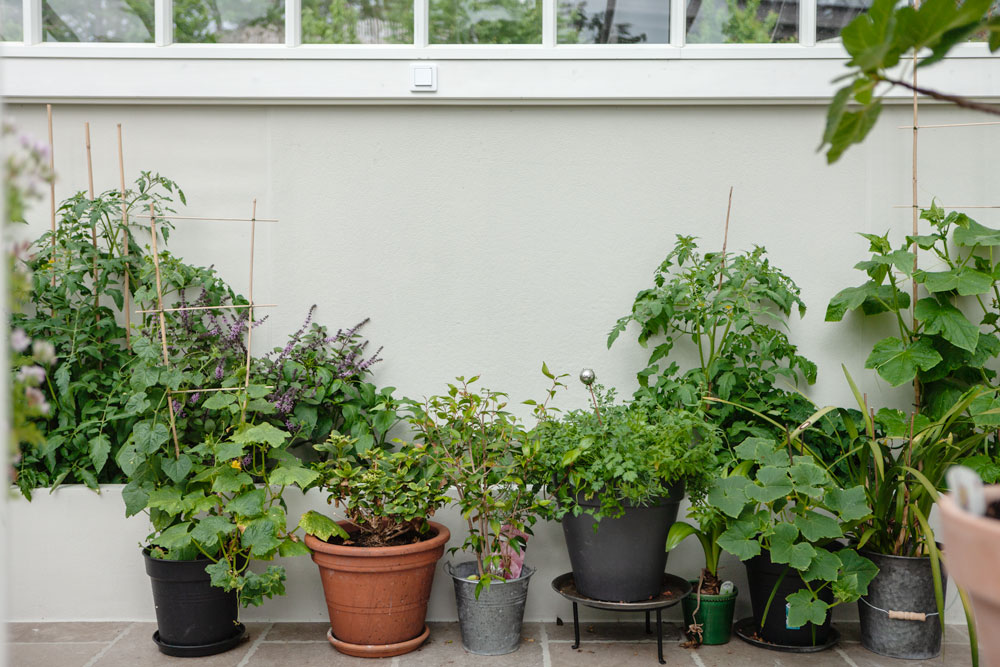 växter mot vägg i växthus