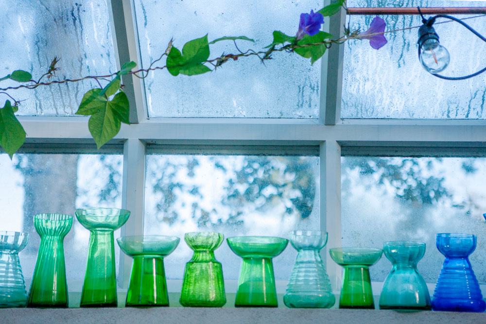 Hyacintglas i blå och gröna toner på rad i växthus.