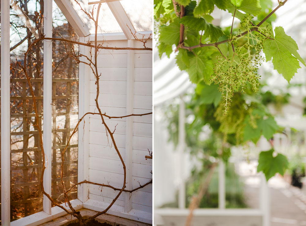 Växthusets vinranka på hösten och på våren
