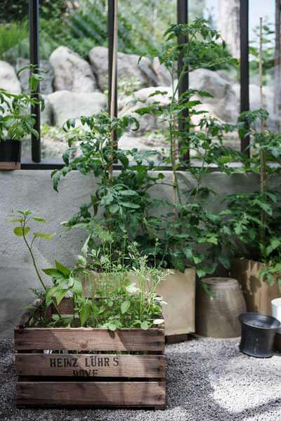Odling i olika krukor i ett växthus