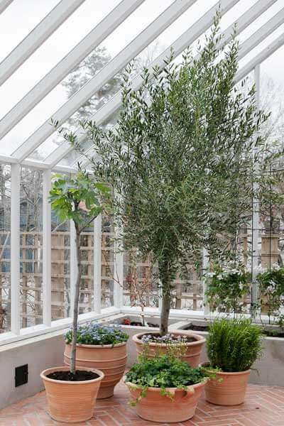 Olivträd i ett växthus