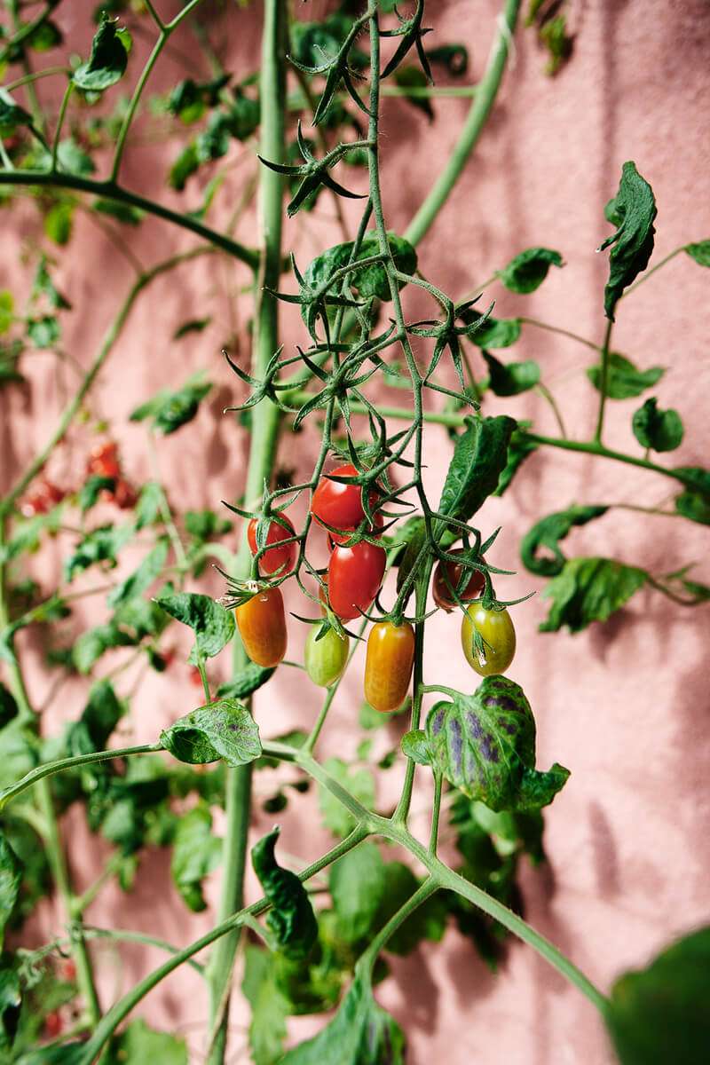 Tomater I Vaxthus Med Pulpettak Med Bredd 3 5m