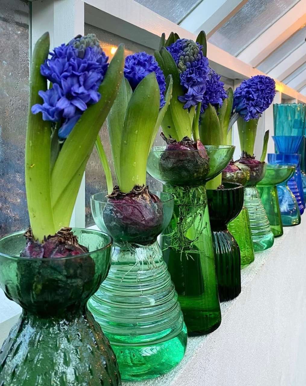 Blå hyacinter i glas.