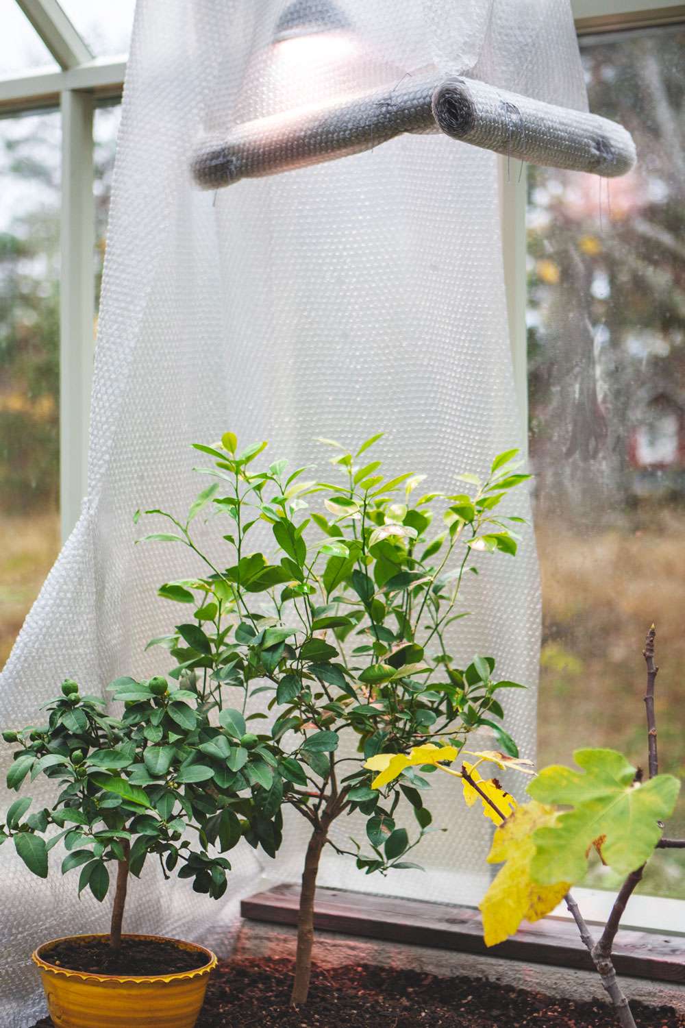 Mangold som dekoration framför växthuset i trä och glas.